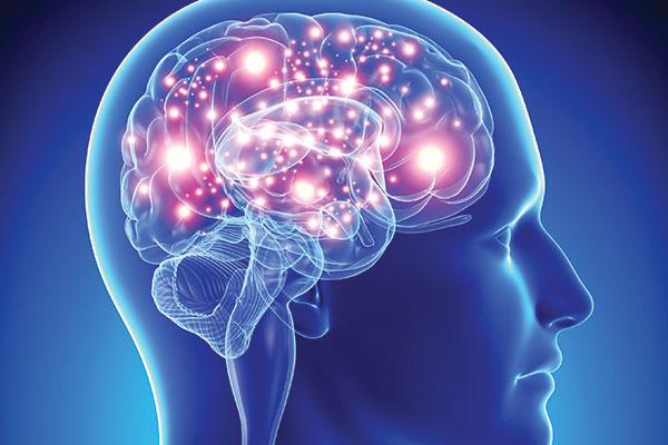 Disebut pelindung lapisan yang kuat otak terluar bersifat tebal dan Anatomi Otak: